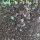 Roniki Prizmatica flakes & glitter 01